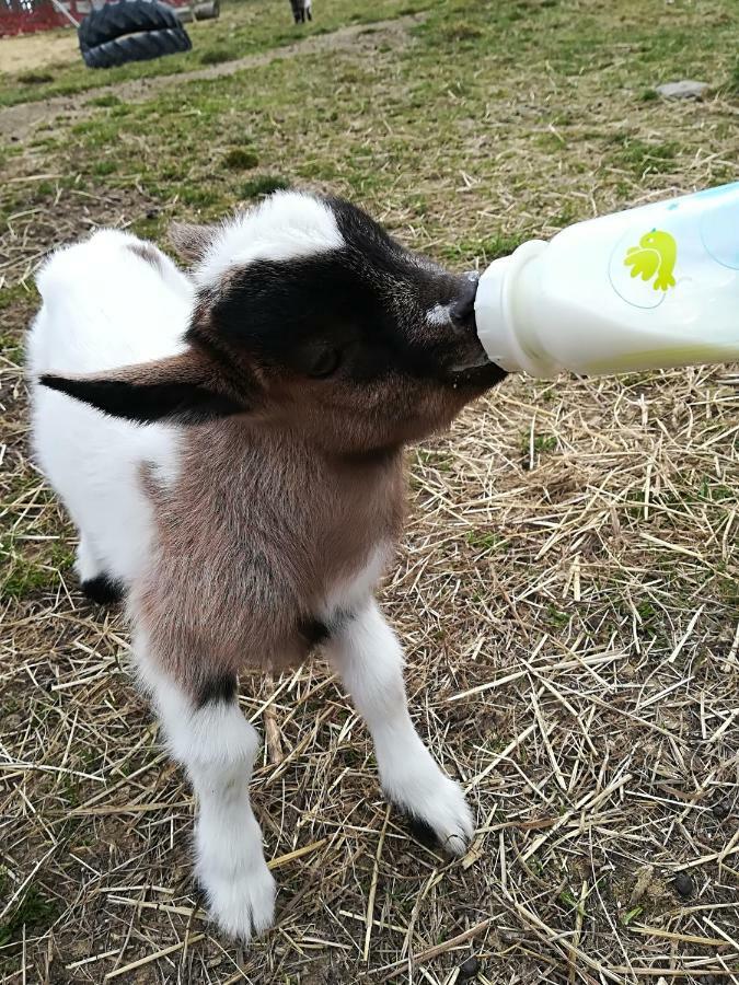 Farma Ranch Jelemek Lejlighed Nebahovy Eksteriør billede
